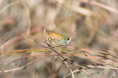 Hesperia woodgatei