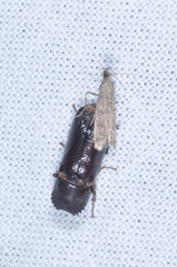 Bostrichidae