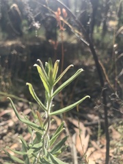 Billardiera scandens