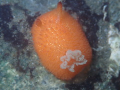 Acanthodoris lutea