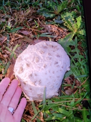 Mycenastrum corium