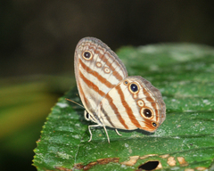 Euptychia enyo