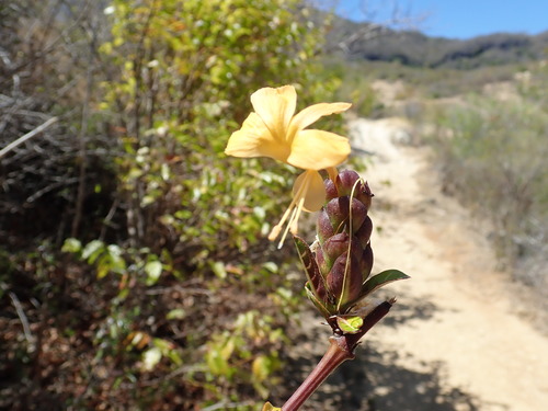 Hop-headed Barleria