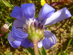Felicia heterophylla