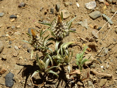 Doniophyton anomalum