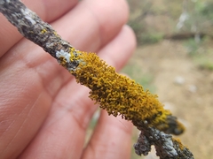 Teloschistaceae