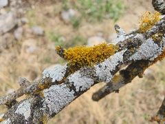 Teloschistaceae