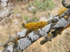 Teloschistaceae