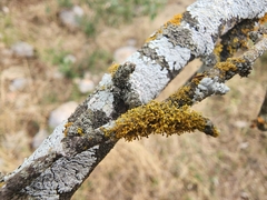 Teloschistaceae