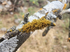 Teloschistaceae