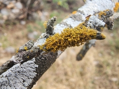 Teloschistaceae