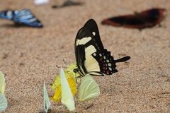 Heraclides torquatus