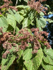 Heliocarpus americanus