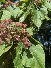 Heliocarpus americanus
