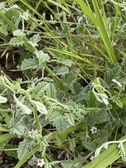 Convolvulus austroafricanus