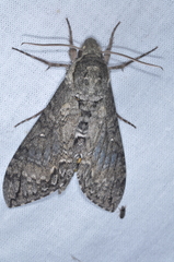 Manduca diffissa