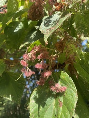 Heliocarpus americanus