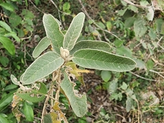 Croton incanus