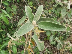 Croton incanus