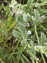 Convolvulus austroafricanus