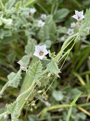 Convolvulus austroafricanus