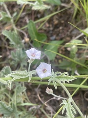 Convolvulus austroafricanus