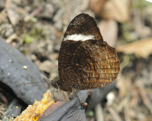 Corderopedaliodes corderoi