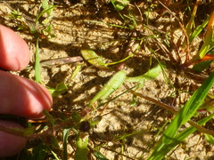 Felicia heterophylla