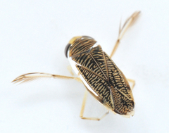 Sigara washingtonensis