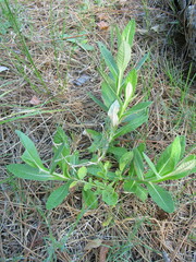 Pterocaulon