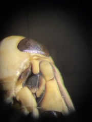 Sigara washingtonensis