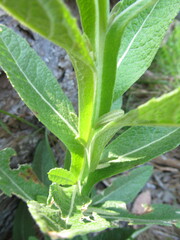 Pterocaulon