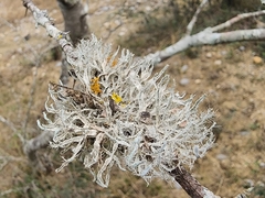 Heterodermia leucomelos