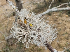 Heterodermia leucomelos