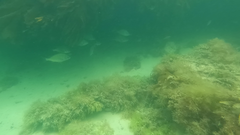 Acanthopagrus butcheri