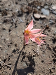 Zephyranthes advena