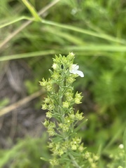 Teucrium trifidum