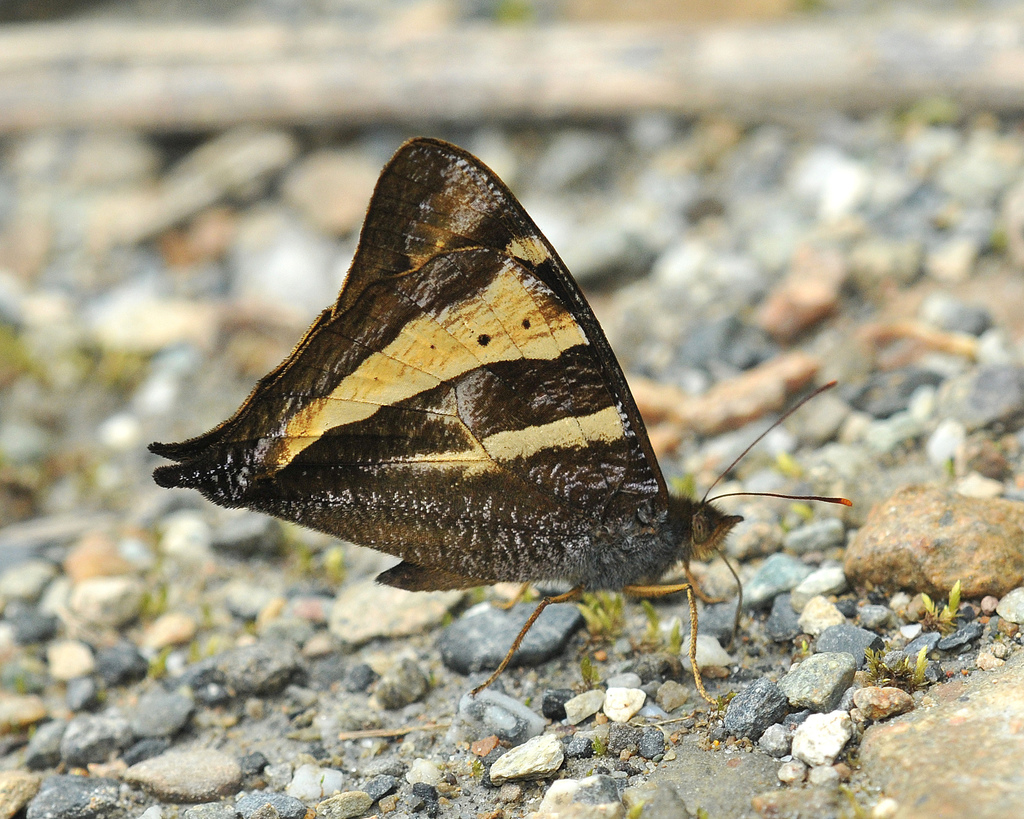 Corades ulema