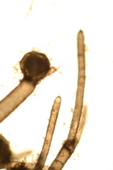 Nitella phauloteles