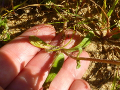 Felicia heterophylla