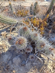 Copiapoa coquimbana
