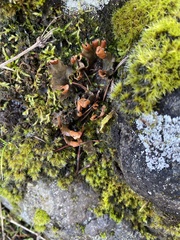 Peltigera membranacea