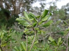 Planchonella costata