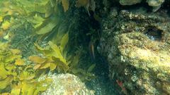 Austrolabrus maculatus