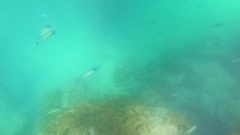 Meuschenia hippocrepis