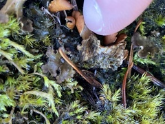 Peltigera membranacea