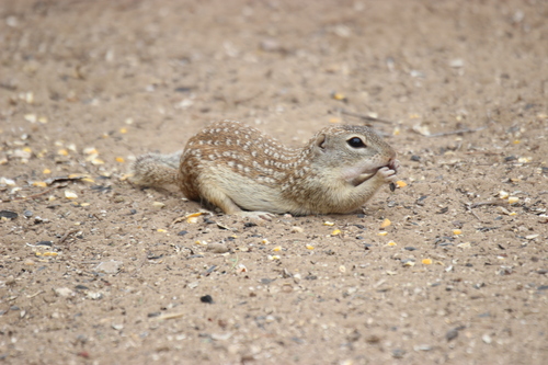 Rio Grande Ground Squirrel