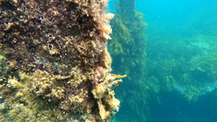 Helcogramma decurrens