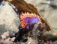 Flabellinopsis iodinea