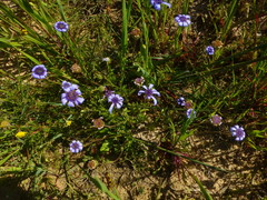 Felicia heterophylla